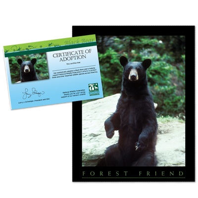 Adopt a Black Bear - $20