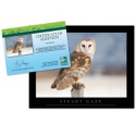 Adopt a Barn Owl