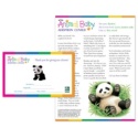 Adopt a Baby Panda - $20