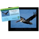 Adopt a Brown Pelican