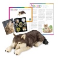 Adopt a Baby Wolf - $100