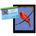 Adopt a Northern Cardinal