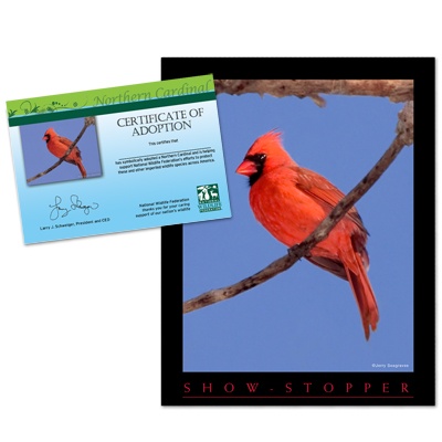 Adopt a Northern Cardinal - $20