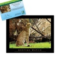 Adopt a Cheetah - $20