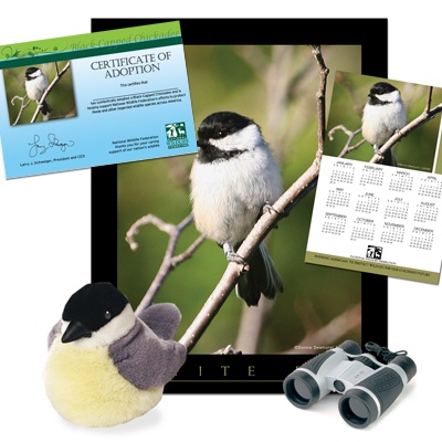 Adopt a Black-capped Chickadee - $100
