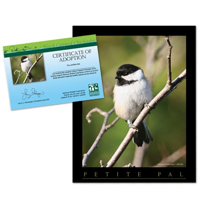 Adopt a Black-capped Chickadee - $20