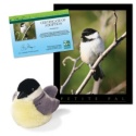 Adopt a Black-capped Chickadee - $30