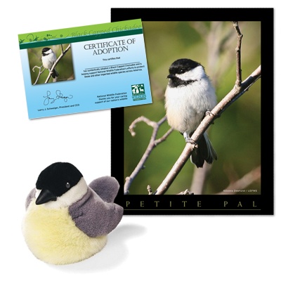 Adopt a Black-capped Chickadee - $30