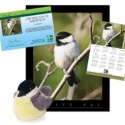 Adopt a Black-capped Chickadee - $50