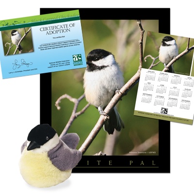 Adopt a Black-capped Chickadee - $50