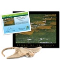 Adopt a Cownose Ray