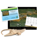 Adopt a Cownose Ray