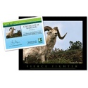 adopt a dall sheep    20