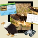 Adopt a Bald Eagle - $100