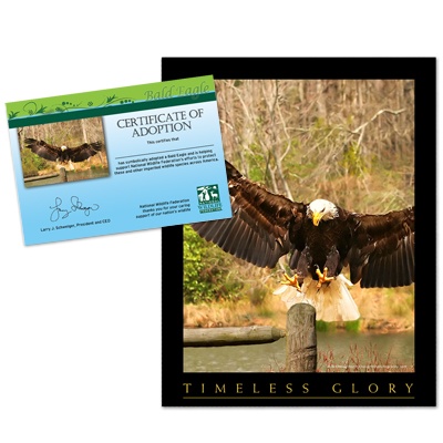 Adopt a Bald Eagle - $20