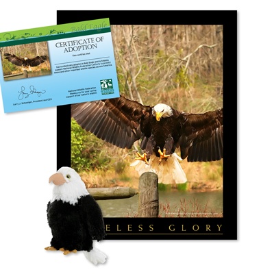 Adopt a Bald Eagle - $30