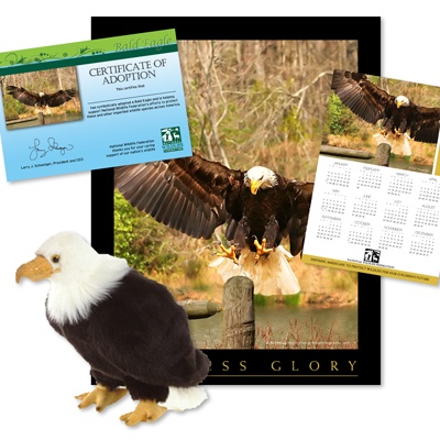 Adopt a Bald Eagle - $50