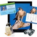 Adopt a Peregrine Falcon - $100