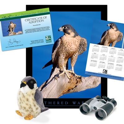 Adopt a Peregrine Falcon - $100