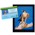 Adopt a Peregrine Falcon - $20