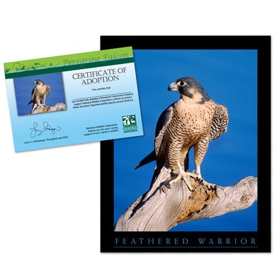 Adopt a Peregrine Falcon - $20