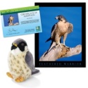 Adopt a Peregrine Falcon - $30