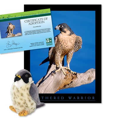 Adopt a Peregrine Falcon - $30