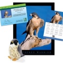 Adopt a Peregrine Falcon - $50