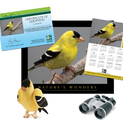 Adopt an American Goldfinch - $100