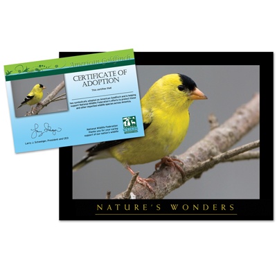 Adopt an American Goldfinch - $20