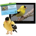 Adopt an American Goldfinch - $30