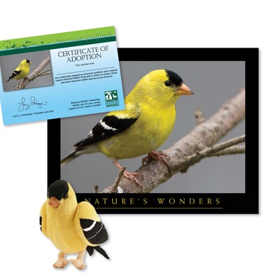 Adopt an American Goldfinch - $30