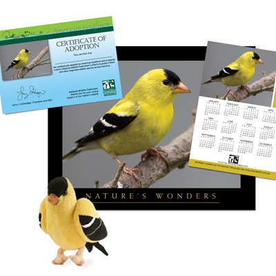 Adopt an American Goldfinch - $50