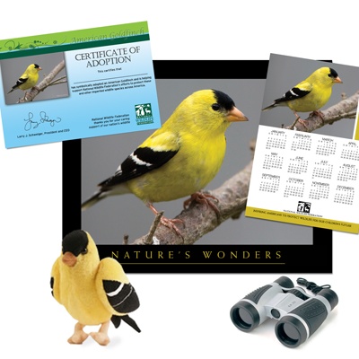 Adopt an American Goldfinch - $75