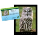 Adopt a Great Gray Owl