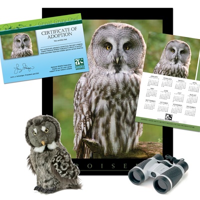 Adopt a Great Gray Owl - $75