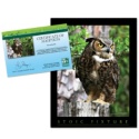 Adopt a Great Horned Owl