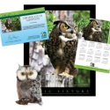 Adopt a Great Horned Owl