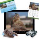 Adopt a Harbor Seal