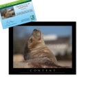 Adopt a Harbor Seal