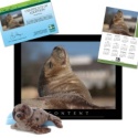 Adopt a Harbor Seal