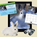 Adopt a Snowshoe Hare - $100
