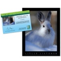 Adopt a Snowshoe Hare - $20