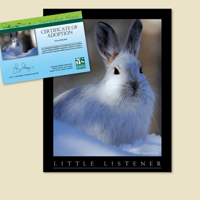 Adopt a Snowshoe Hare - $20