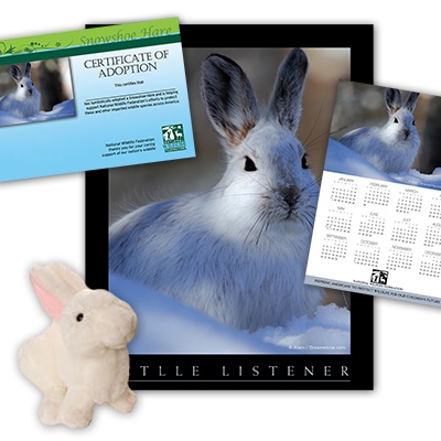 Adopt a Snowshoe Hare - $50
