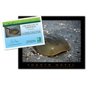 Adopt a Horseshoe Crab