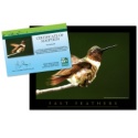Adopt a Ruby-Throated Hummingbird