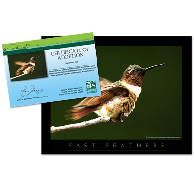 Adopt a Ruby-Throated Hummingbird - $20