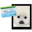Adopt a Harp Seal - $20