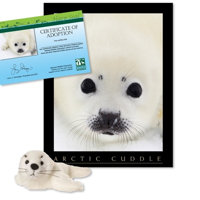Adopt a Harp Seal - $30